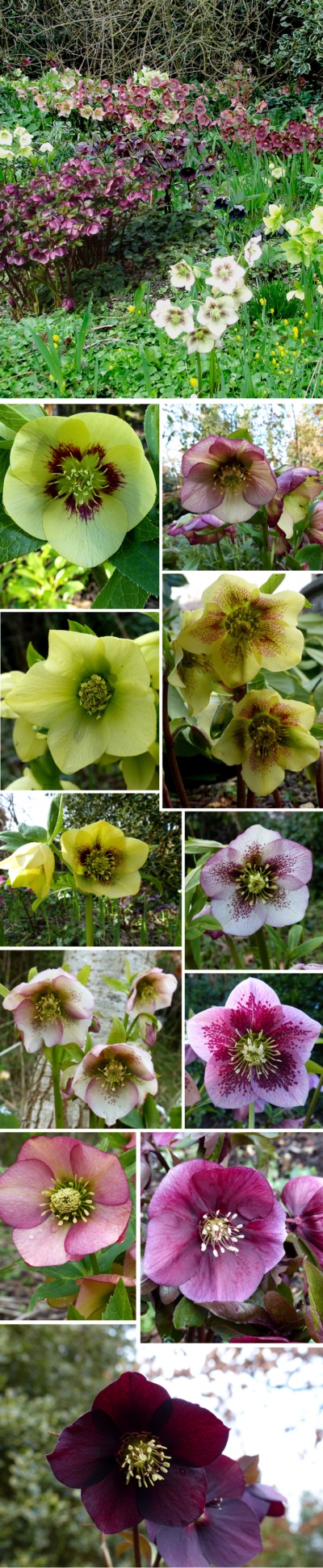 Hoo House Nursery - Helleborus x hybridus